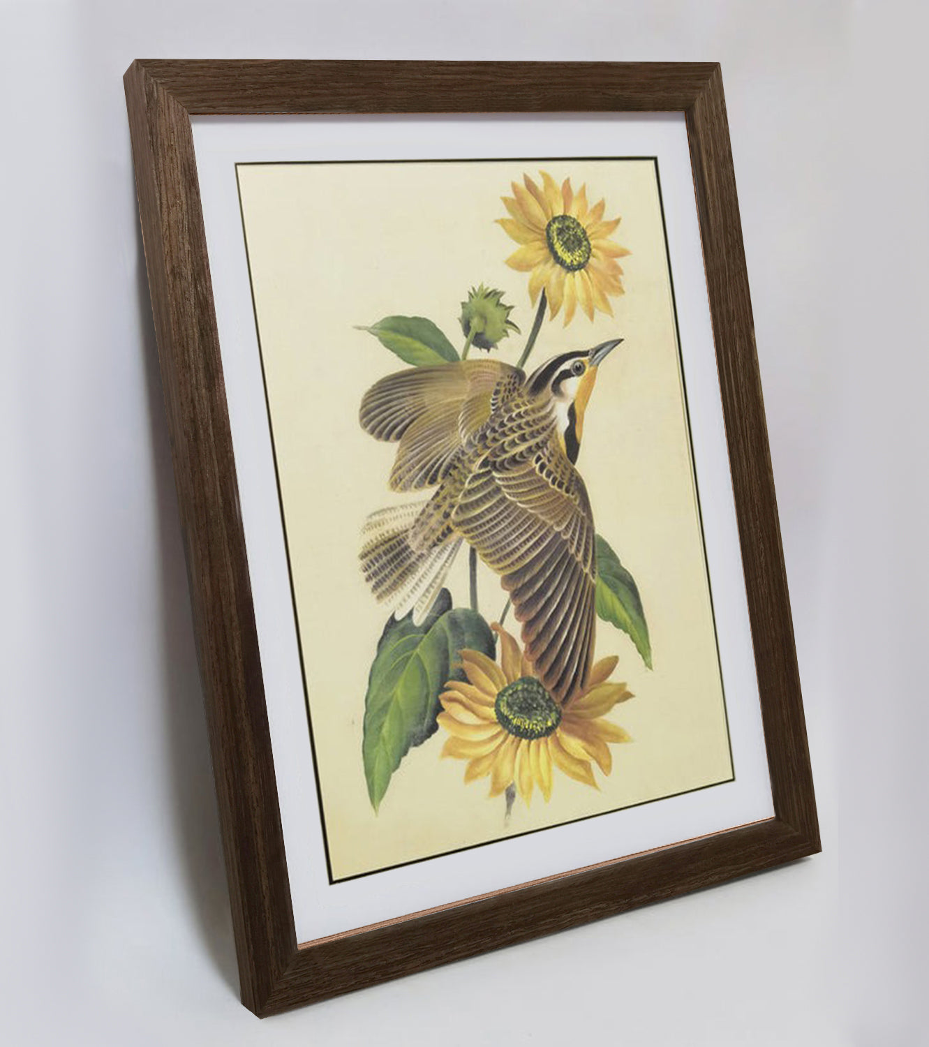 Kansas Western Meadowlark Hand-painted Art Print - Premium MATT Paper, Natural Wood Frame, Multiple Sizes & Colors, Wall & Tabletop Décor
