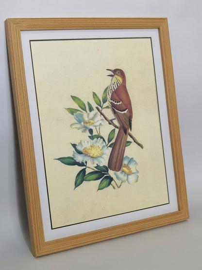 Brown Thrasher Georgia State Bird Handmade Painting Art Solid Wood Framed Poster Picture Print Artwork