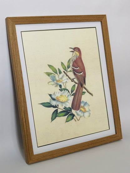 Brown Thrasher Georgia State Bird Handmade Painting Art Solid Wood Framed Poster Picture Print Artwork