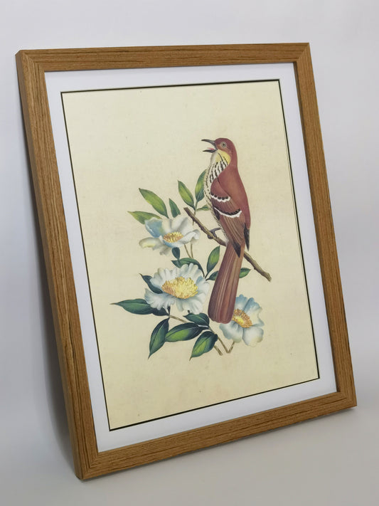 Brown Thrasher Georgia State Bird Handmade Painting Art Solid Wood Framed Poster Picture Print Artwork - Free Shipping