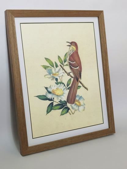 Brown Thrasher Georgia State Bird Handmade Painting Art Solid Wood Framed Poster Picture Print Artwork