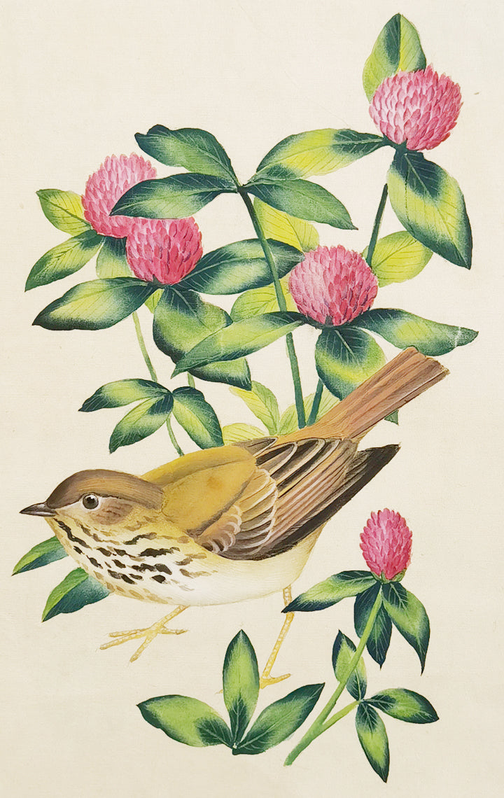 Einsiedlerdrossel, Vermont State Bird, handgemachtes Gemälde, gerahmtes Poster, Bild, Druck, Kunstwerk – kostenloser Versand