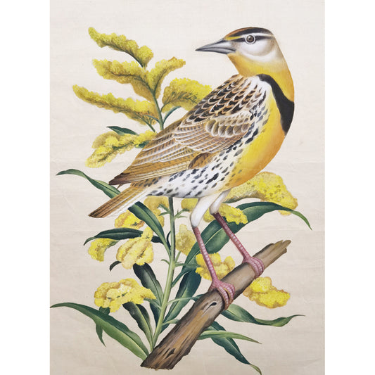 Nebraska Western Meadowlark Hand-painted Art Print - Premium MATT Paper, Natural Wood Frame, Wall & Tabletop Décor, Multiple Sizes & Colors