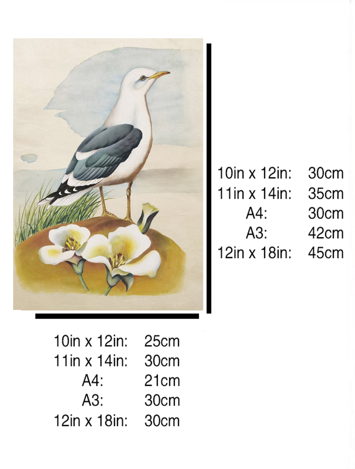 Common Gull Utah State Bird Handmade Painting Art Solid Wood Framed Poster Picture Print Artwork