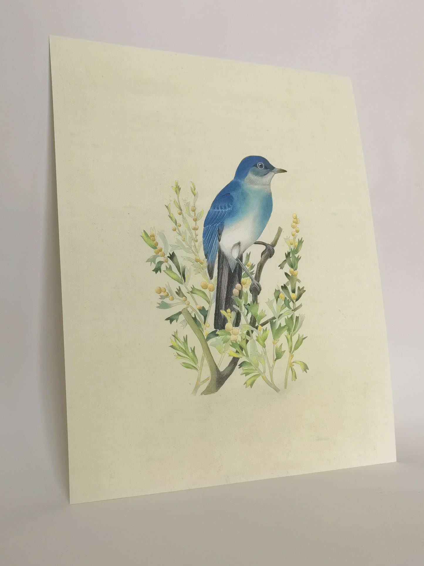 Póster con imagen impresa y pintura hecha a mano de Mountain Bluebird Nevada enmarcada - Envío gratuito