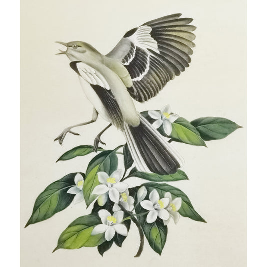 Florida Northern Mockingbird Hand-painted Art Print - Premium MATT Paper, Natural Wood Frame, Wall & Tabletop Décor, Multiple Sizes & Colors