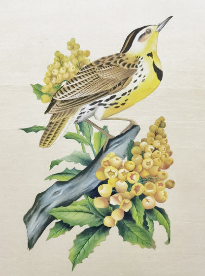 Western Meadowlark State Bird Handmade Art Printing Oregon Grape with Wood Frame