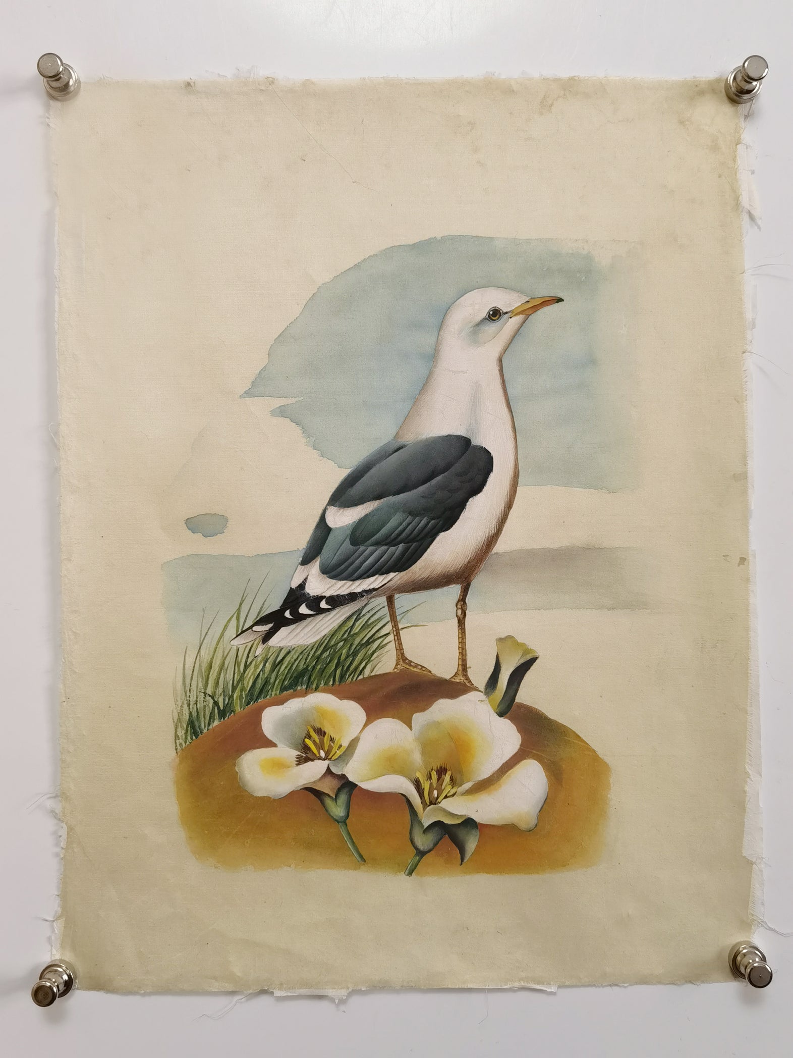 Common American Gull State Bird Handmade Art Printing Utah Sego Lily with Wood Frame