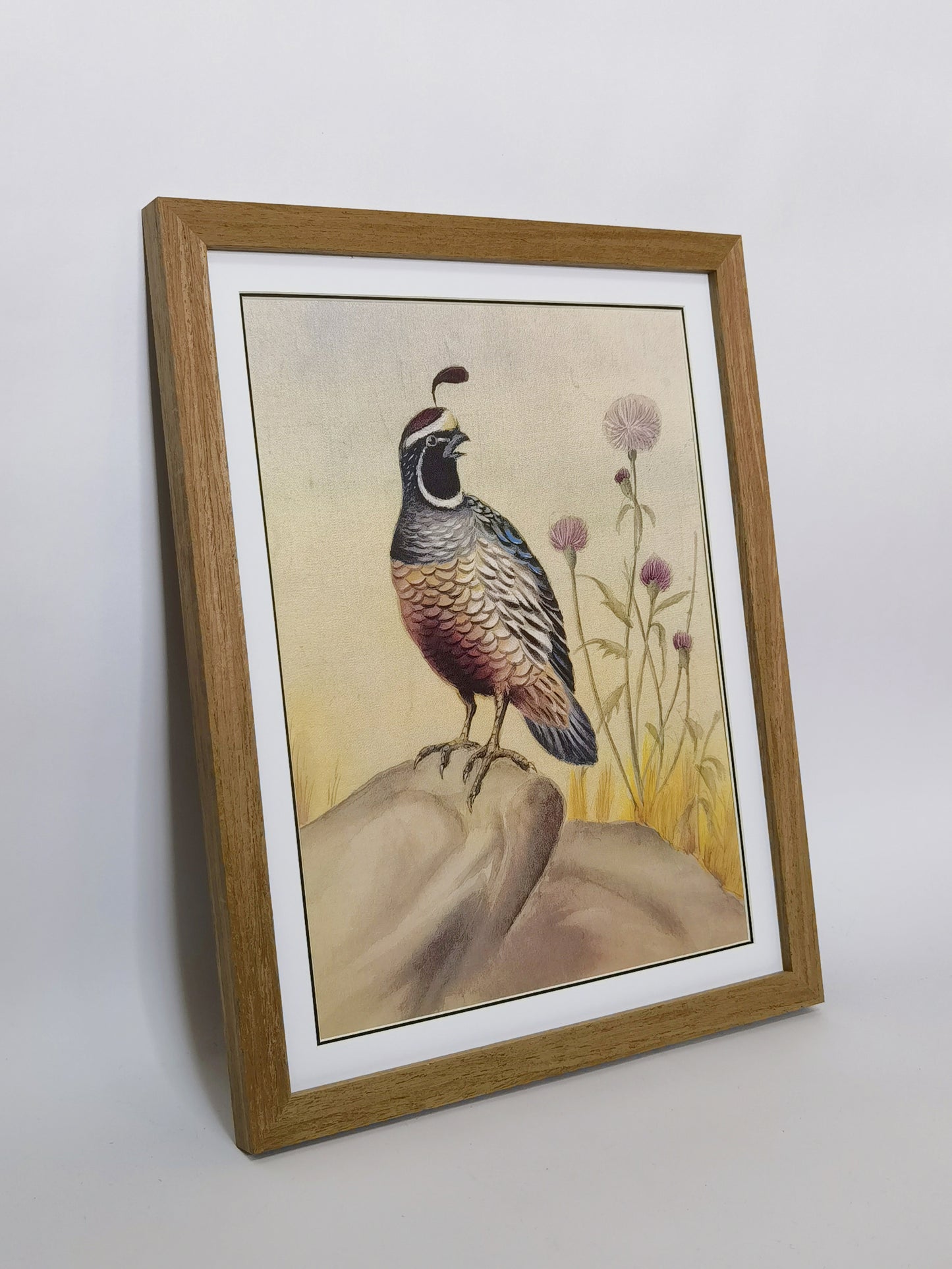 Callipepla California State Bird Handmade Painting Art Solid Wood Framed Poster Picture Print Artwork - Free Shipping