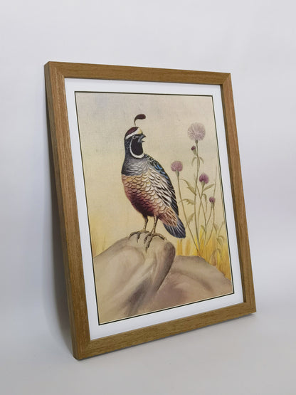 Callipepla California State Bird Handmade Painting Art Solid Wood Framed Poster Picture Print Artwork