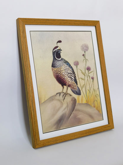 Callipepla California State Bird Handmade Painting Art Solid Wood Framed Poster Picture Print Artwork