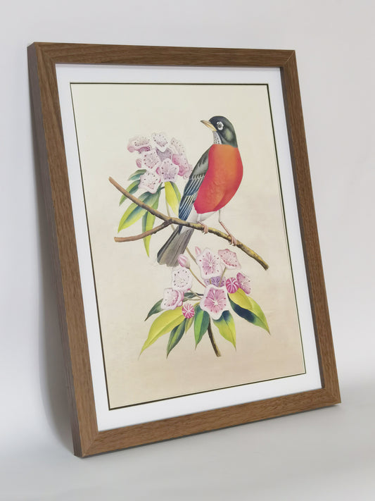 Robin Connecticut State Bird Handmade Painting Art Solid Wood Framed Poster Picture Print Artwork - Free Shipping