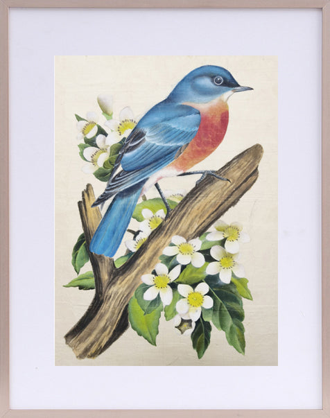 Eastern BlueBird State Bird Handmade Art Printing Missouri White Hawthorn Blossom with Wood Frame