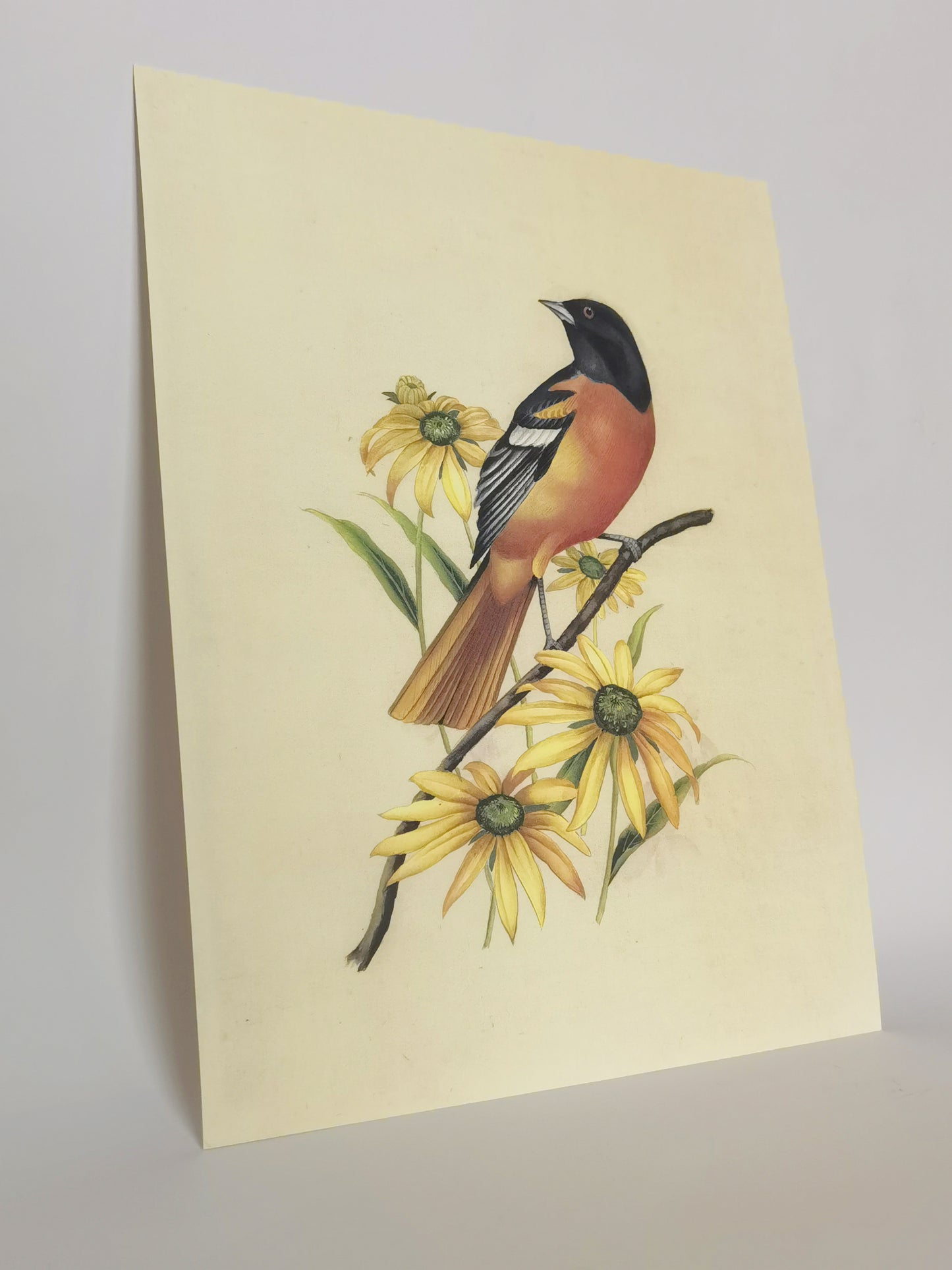 Baltimore Orioles Maryland State Bird Handmade Painting Art Solid Wood Framed Poster Picture Print Artwork - Free Shipping