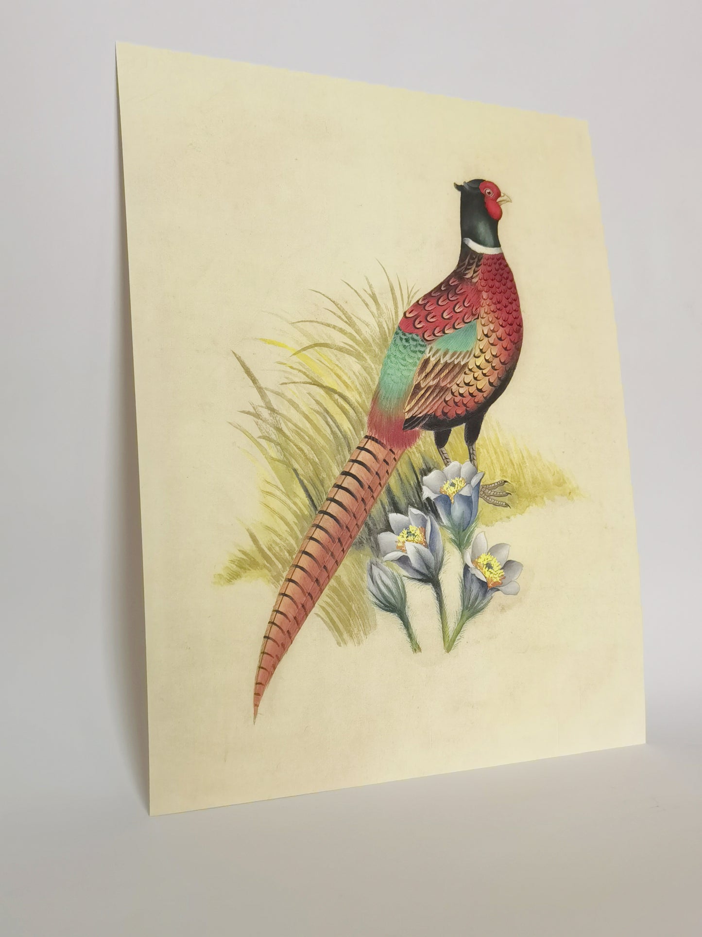 Ring-Necked Pheasant South Dakota Bird Handmade Painting Art Solid Wood Framed Poster Picture Print Artwork - Free Shipping