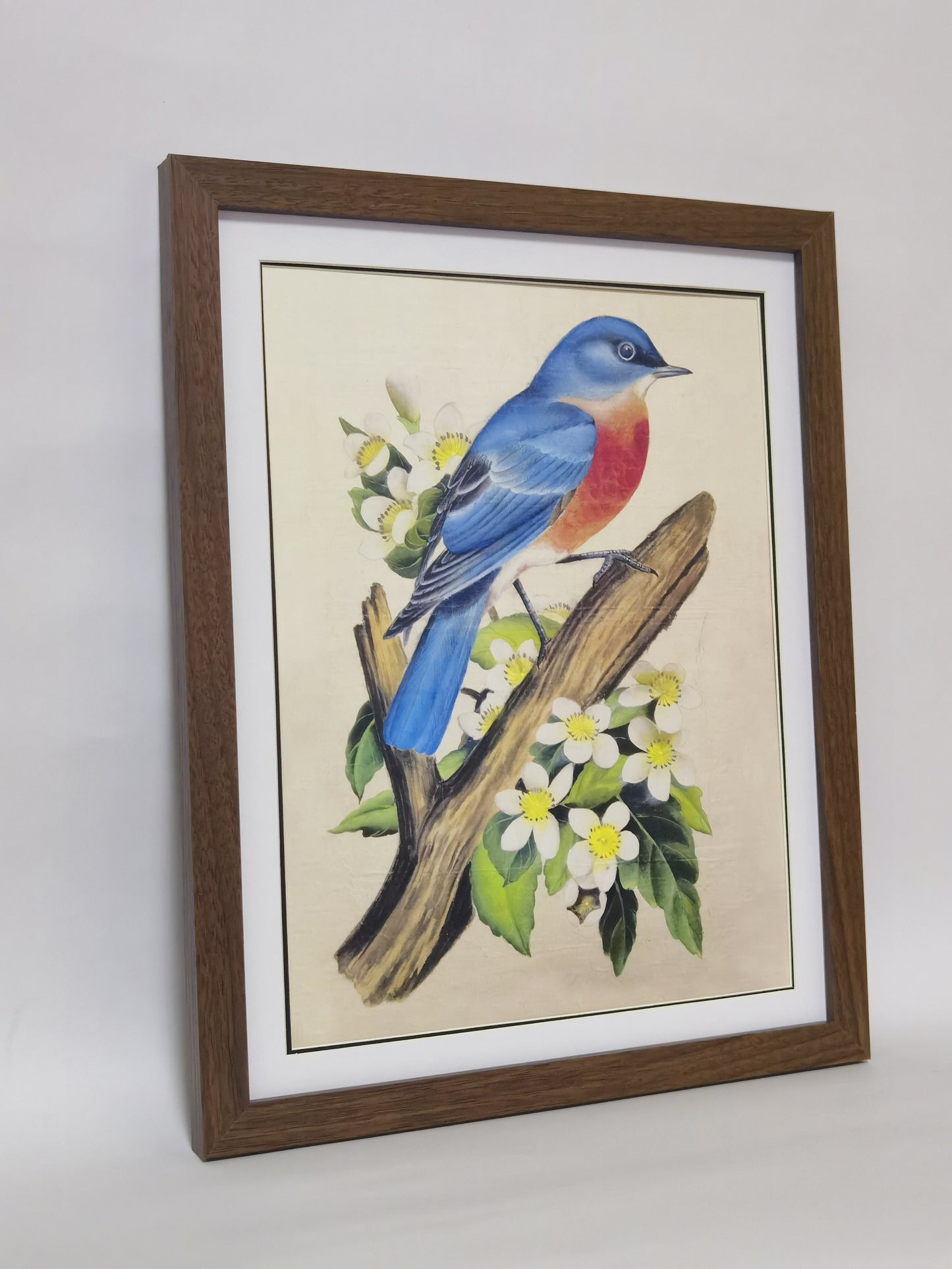 Eastern Bluebird Missouri State Bird Handmade Painting Art Solid Wood Framed Poster Picture Print Artwork - Free Shipping