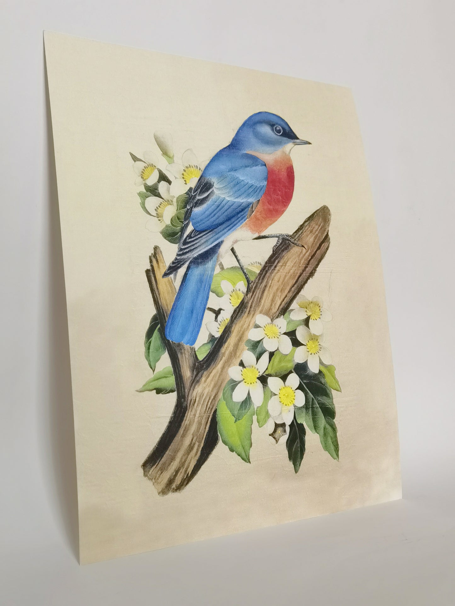 Eastern Bluebird Missouri State Bird Handmade Painting Art Solid Wood Framed Poster Picture Print Artwork - Free Shipping