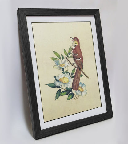 Georgia Brown Thrasher Hand-painted Art Print - Premium MATT Paper, Natural Wood Frame, Wall & Tabletop Décor, Multiple Sizes & Colors