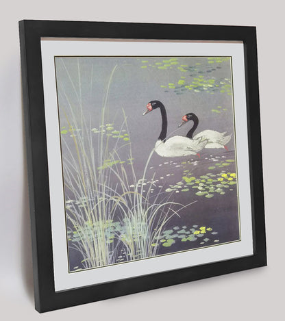 Hand-painted Black-necked Swans in Reed Bed Artwork – Watercolor Technique, Premium MATT Paper, Natural Wood Frame, Multiple Sizes & Colors