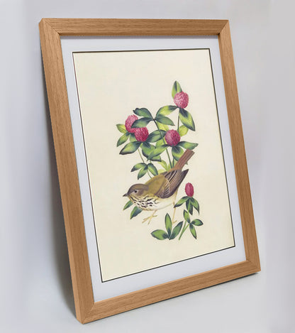 Vermont Hermit Thrush Hand-painted Art Print - Premium MATT Paper, Natural Wood Frame, Wall & Tabletop Décor, Multiple Sizes & Colors