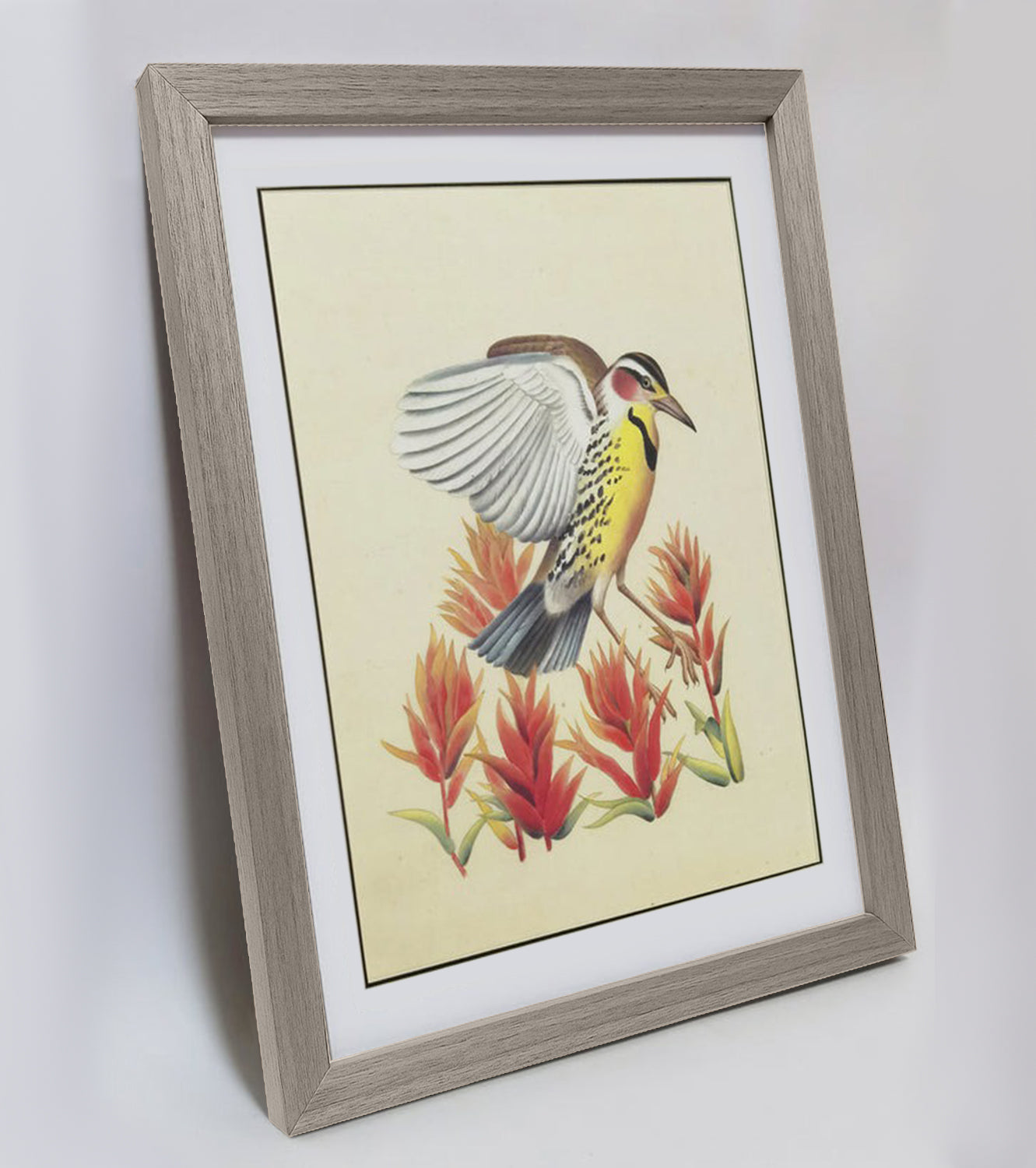 Wyoming Western Meadowlark Hand-painted Art Print - Premium MATT Paper, Natural Wood Frame, Wall & Tabletop Décor, Multiple Sizes & Colors