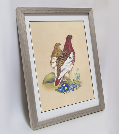 Alaska Willow Ptarmigan Hand-painted Art Print - Premium MATT Paper, Natural Wood Frame, Wall & Tabletop Décor, Multiple Sizes & Colors