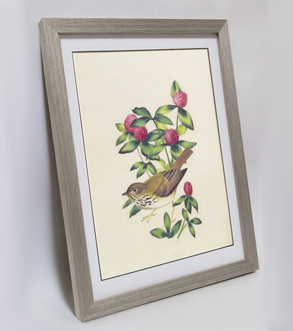 Vermont Hermit Thrush Hand-painted Art Print - Premium MATT Paper, Natural Wood Frame, Wall & Tabletop Décor, Multiple Sizes & Colors