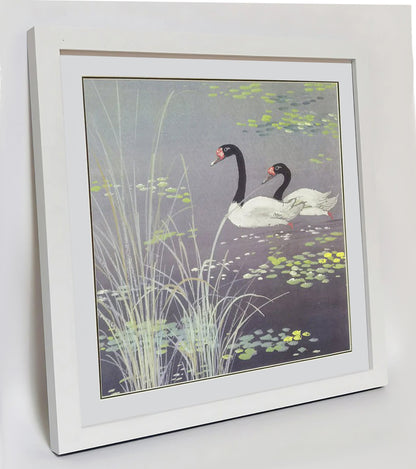 Hand-painted Black-necked Swans in Reed Bed Artwork – Watercolor Technique, Premium MATT Paper, Natural Wood Frame, Multiple Sizes & Colors