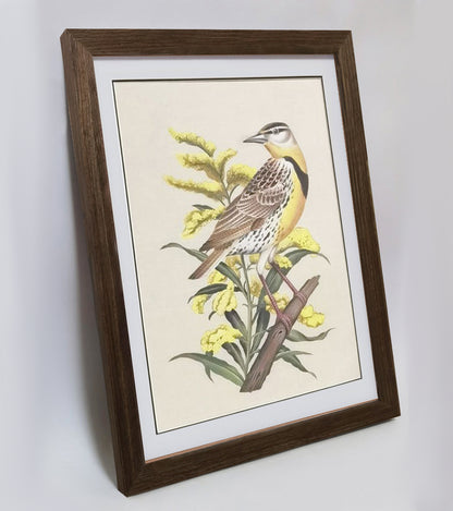 Nebraska Western Meadowlark Hand-painted Art Print - Premium MATT Paper, Natural Wood Frame, Wall & Tabletop Décor, Multiple Sizes & Colors