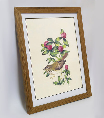 Vermont Hermit Thrush Hand-painted Art Print - Premium MATT Paper, Natural Wood Frame, Wall & Tabletop Décor, Multiple Sizes & Colors