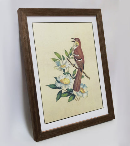 Georgia Brown Thrasher Hand-painted Art Print - Premium MATT Paper, Natural Wood Frame, Wall & Tabletop Décor, Multiple Sizes & Colors